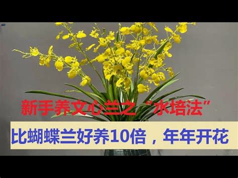 文心蘭種植材料|【文心蘭種植】文心蘭種植全攻略：初心者也能輕鬆養。